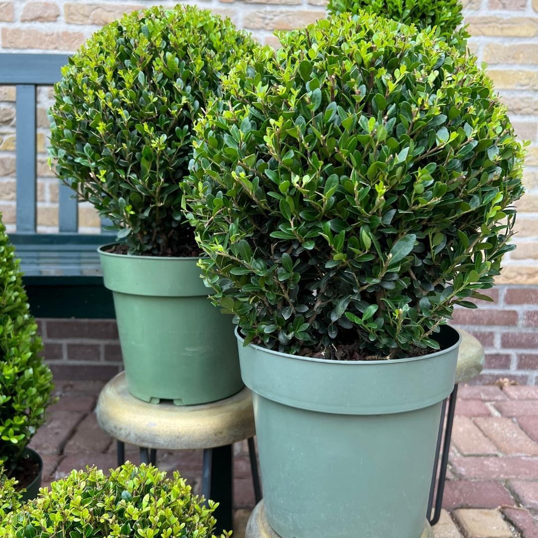 2x Ilex crenata 'Jenny' bol XL | set van 2 stuks | 25 cm Ø