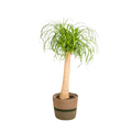 Beaucarnea Recurvata Stam met mand Ø24cm - ↕80 - 100cm