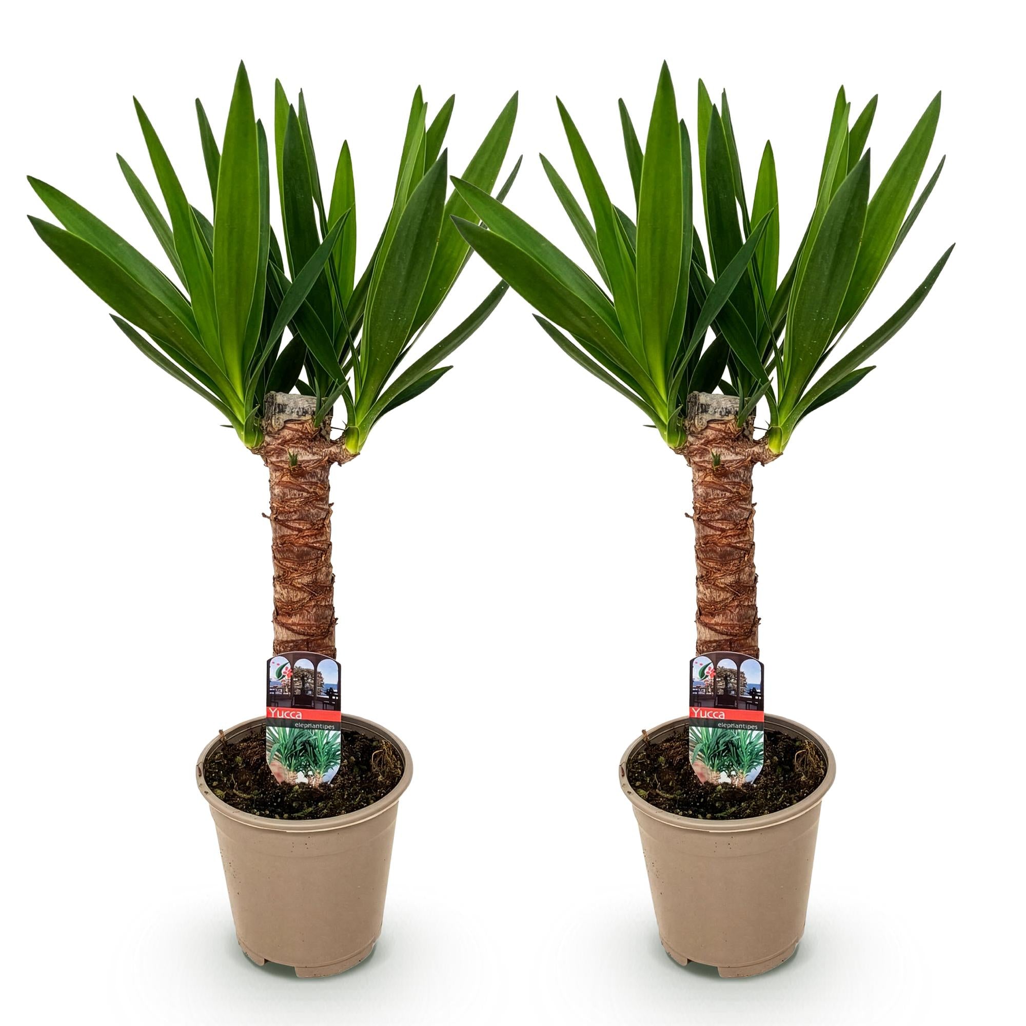 Green boutiQ - Kamerplant - Yucca elephantipes - Yucca - Weinig onderhoud - Groen - 2 - Pot 14cm - Hoogte 55cm