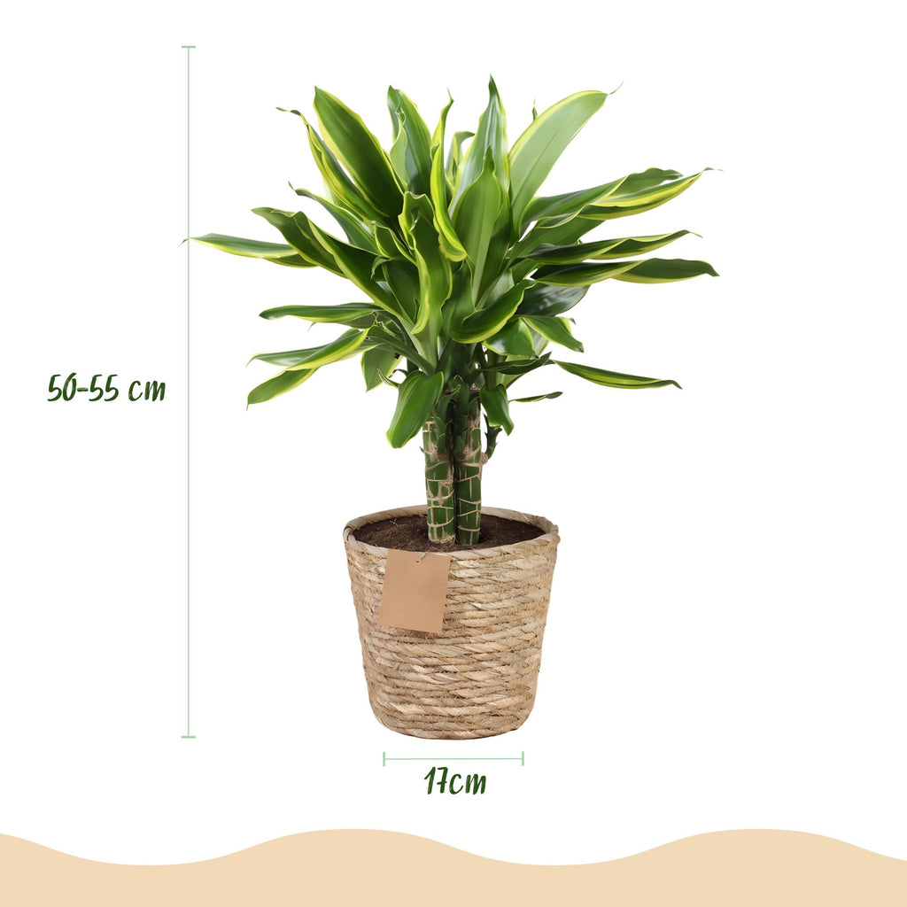 Green BoutiQ - Green is... Kamerplanten - Dracaena fragrans Golden Coast - Drakenbloedboom - Weinig onderhoud - met mand - Groen - 2 Planten - Pot 17cm - Hoogte 50-55cm
