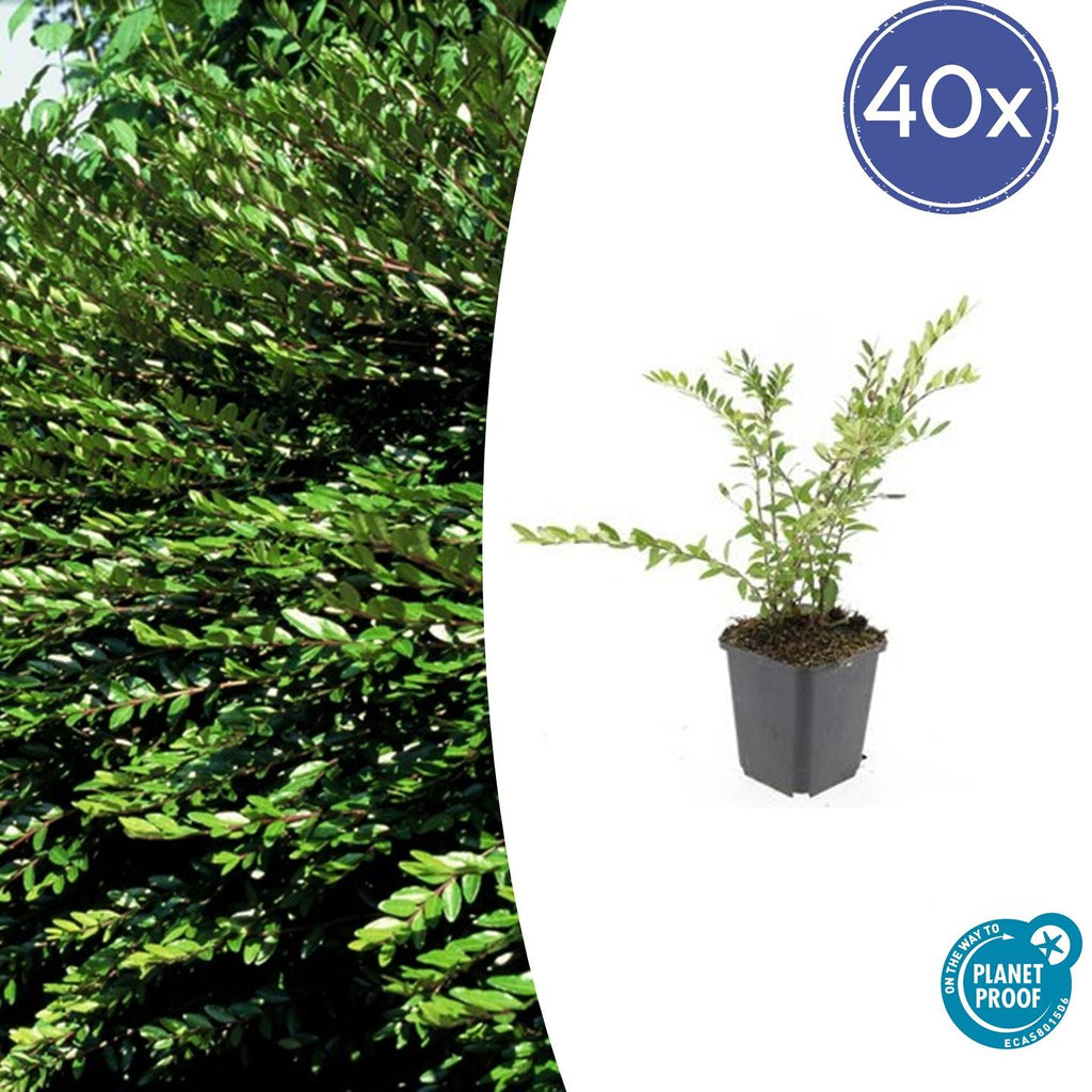 40x Lonicera pileata 'Purple Pearl' - ↕10-25cm - Ø9cm