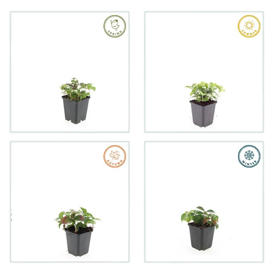 24x Cornus canadensis - ↕10-25cm - Ø9cm