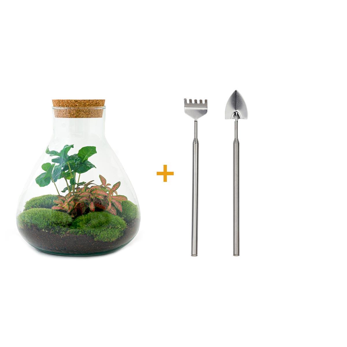DIY terrarium - Sammie Coffea Red - Ø 22,5 cm ↑ 27 cm - Rake + Shovel