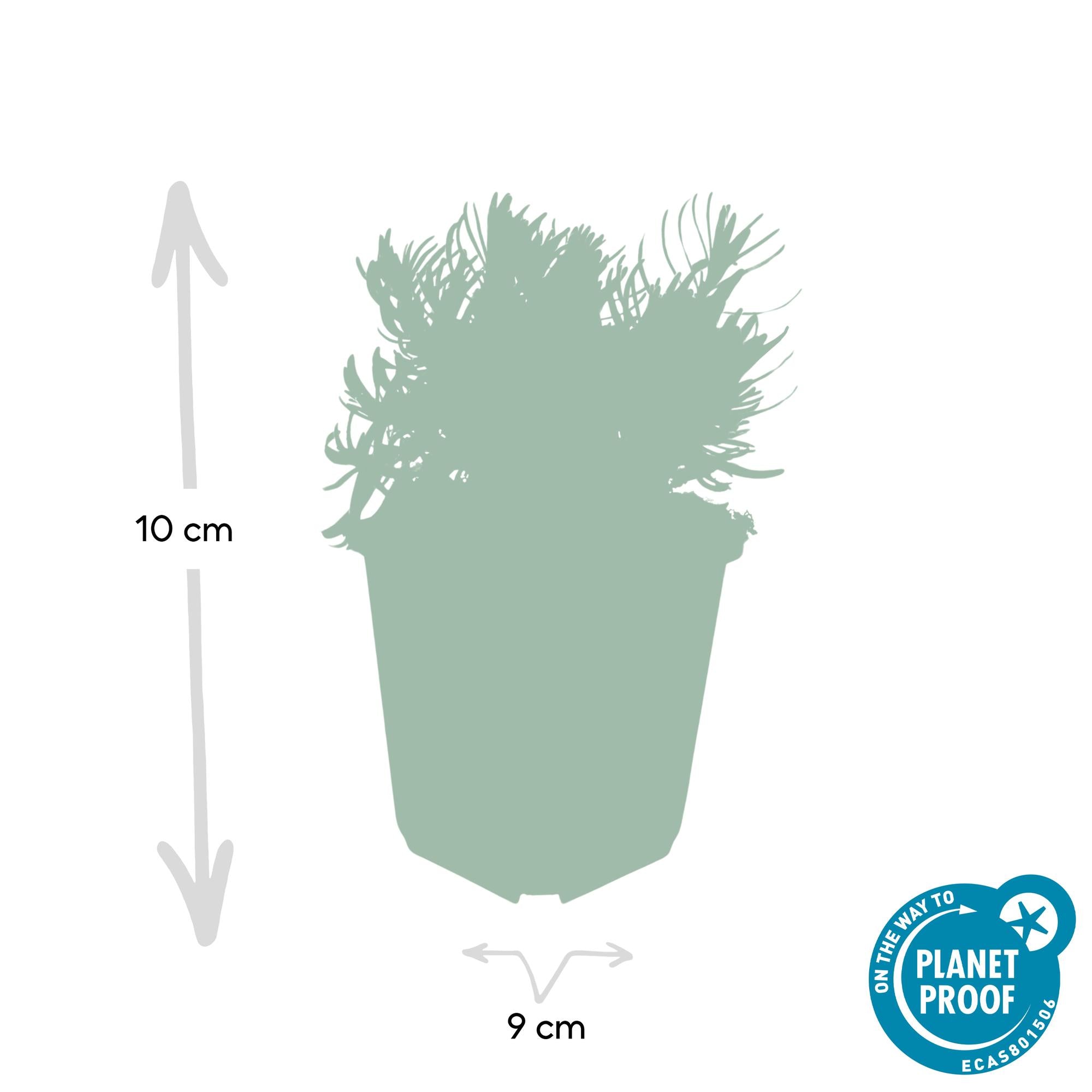 48x Lavandula 'Hidcote' - ↕10-25cm - Ø9cm