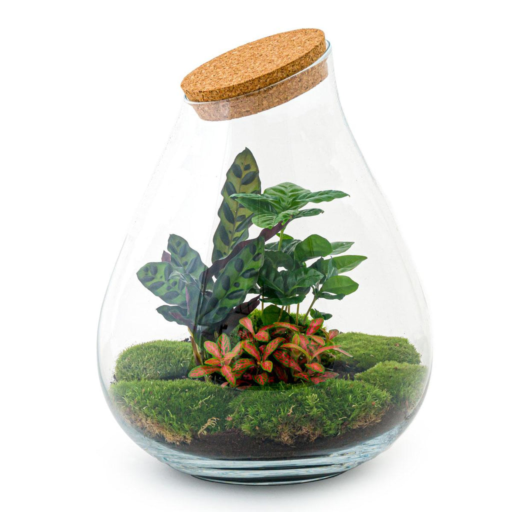 DIY Planten terrarium - Drop XL Palm - Ø 24 cm ↑ 37 cm - Rake + Shovel + Tweezer