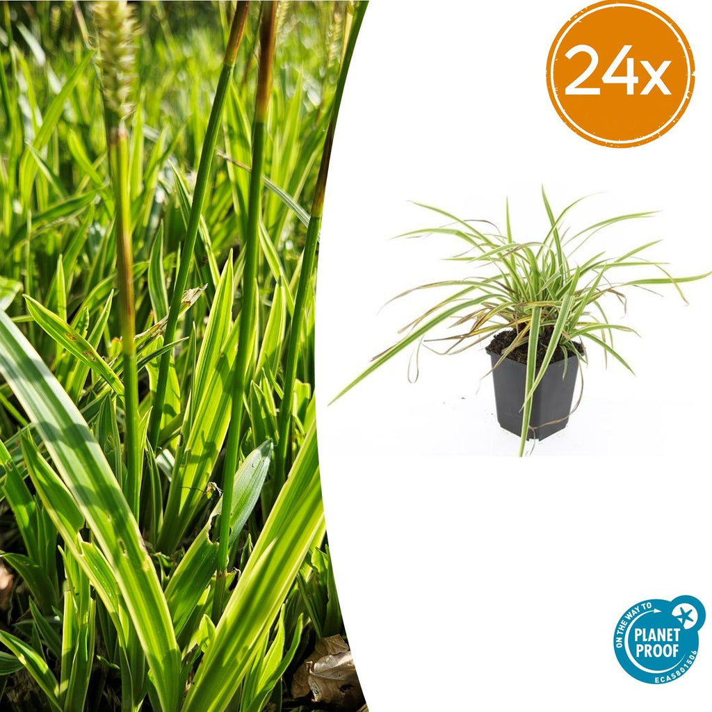 24x Carex morrowii 'Aureovariegata'  - ↕10-25cm - Ø9cm