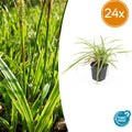 24x Carex morrowii 'Aureovariegata'  - ↕10-25cm - Ø9cm