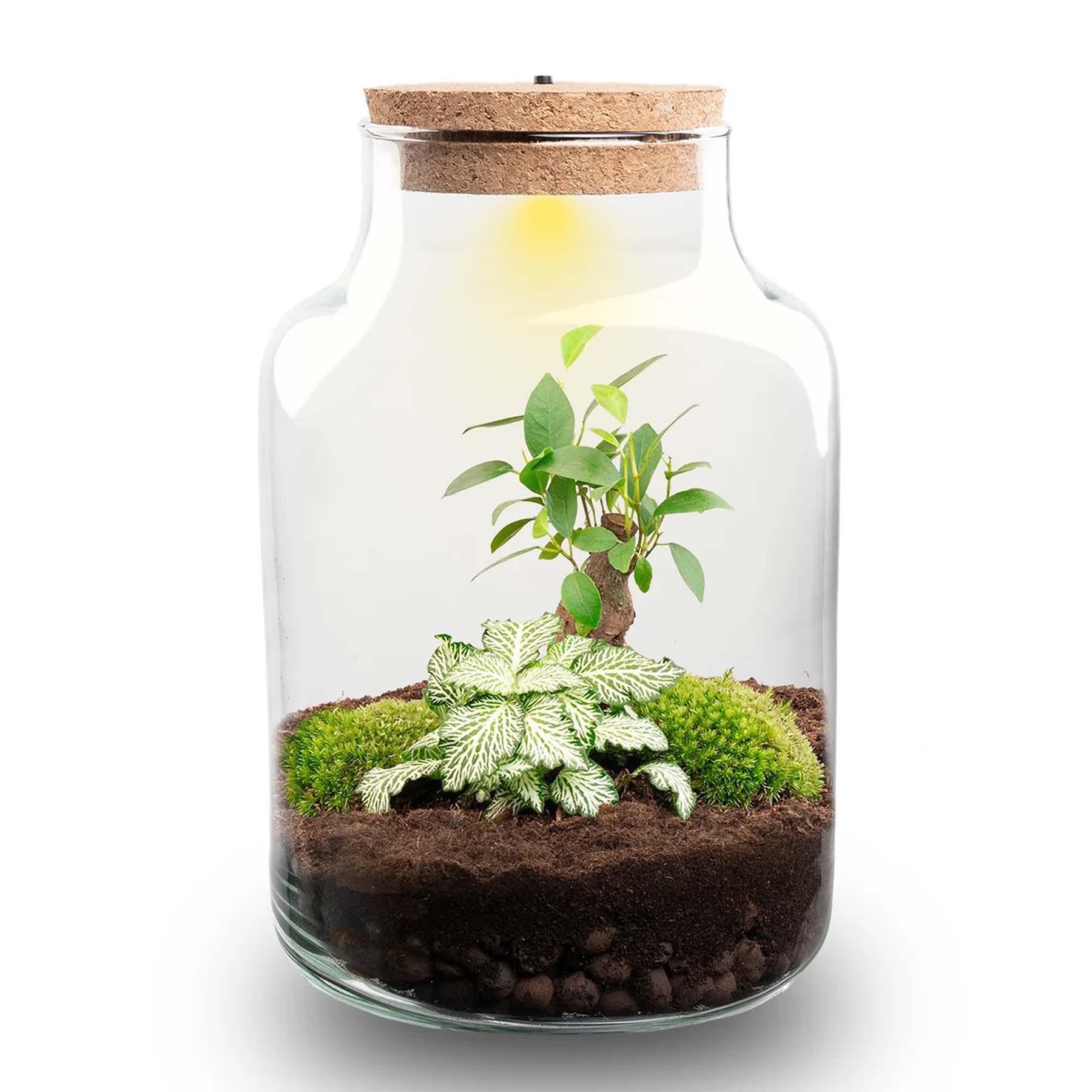 DIY Planten terrarium met licht - Little Milky Bonsai - Ø 17 cm ↑ 25 cm