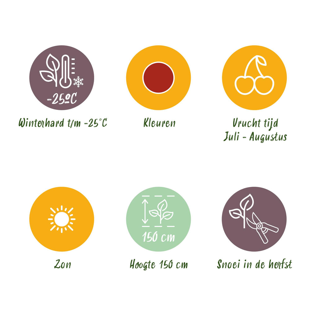 Green boutiQ - Fruitplanten - Kruisbes - Ribes uva-crispa Hinnonmaki Rod - Winterhard - 6 Planten - Pot 9 cm - Rode Bes