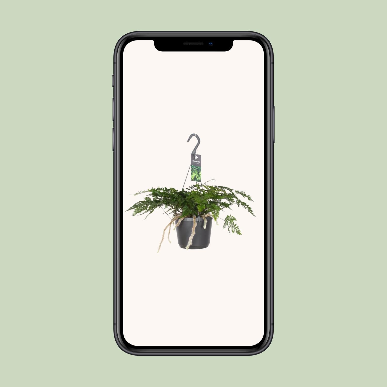 Humata Tyermannii - Ø17cm - ↕20cm