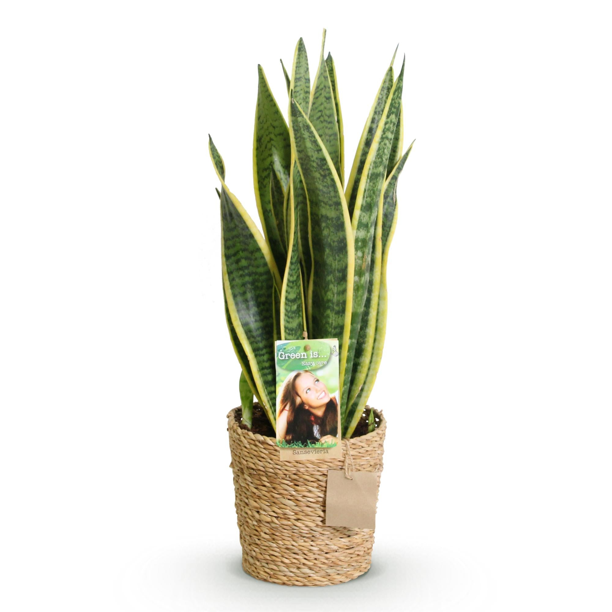 Green BoutiQ - Green is... Kamerplanten - Sansevieria Laurentii - Vrouwentong - Weinig onderhoud - met mand - Groen - 1 Plant - Pot 17cm - Hoogte 60-70cm