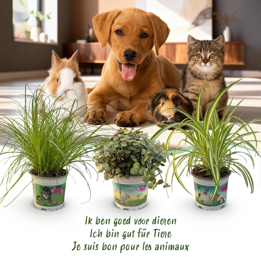 Green boutiQ - Kamerplant - Cyperus - Calissia - Chlorophytum - Mix van 3 - Huisdiervriendelijke Planten - Groen - 3 Planten - Pot 12cm - Hoogte 20cm