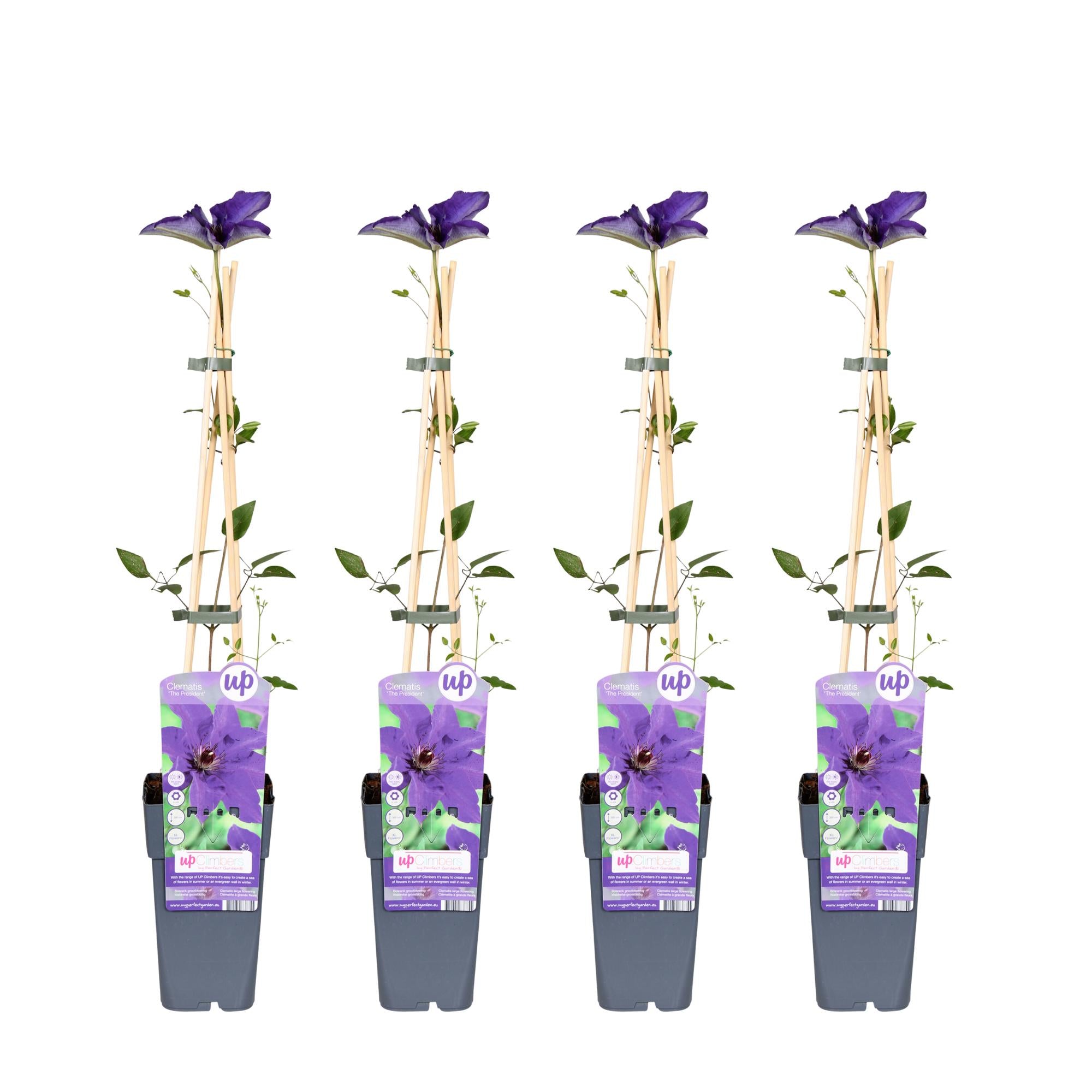 4x - Clematis The President - ↨65cm - Ø15