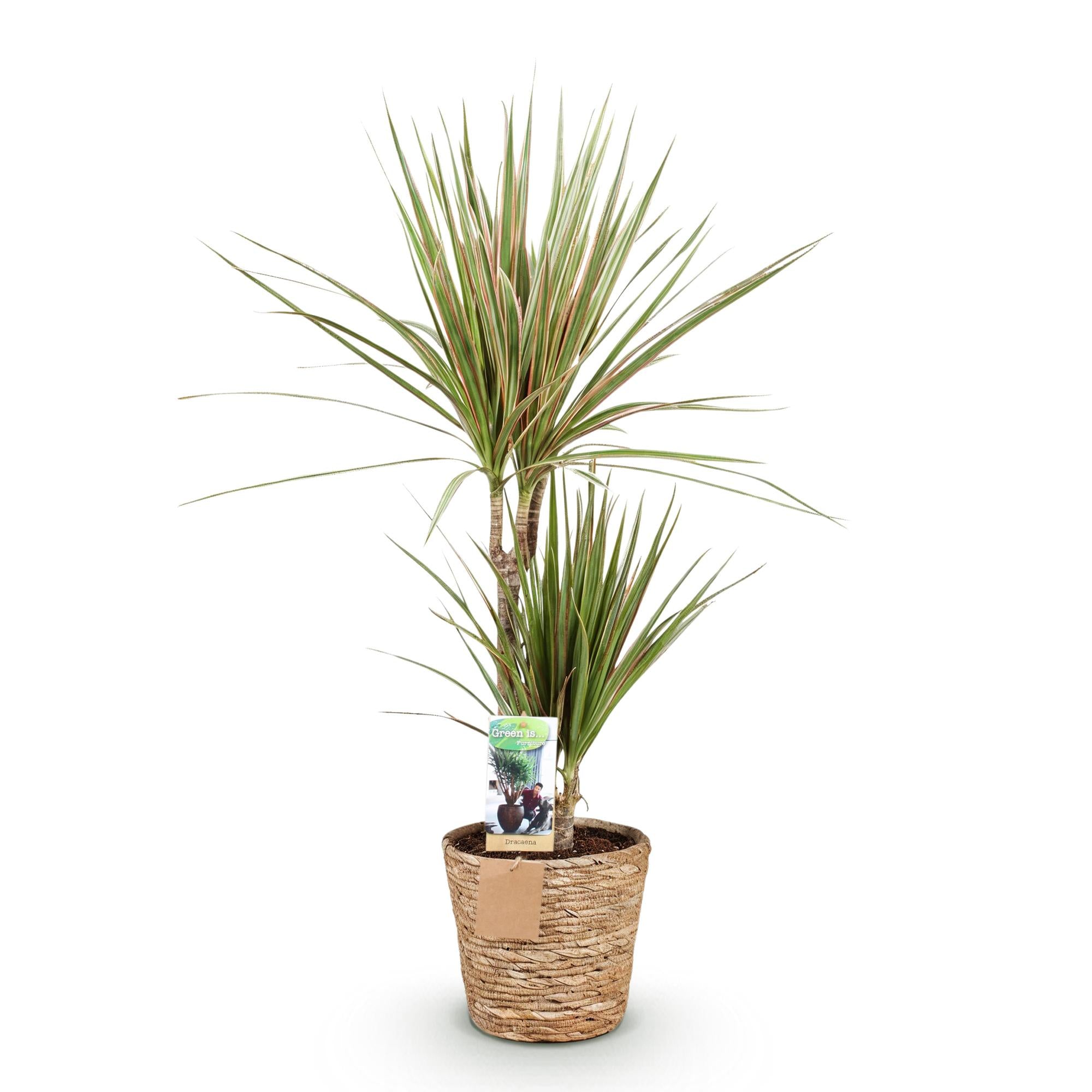 Green BoutiQ - Green is... Kamerplanten - Dracaena Marginata Bicolor - Drakenbloedboom - Weinig onderhoud - met mand - Groen - 1 Plant - Pot 17cm - Hoogte 70-75cm