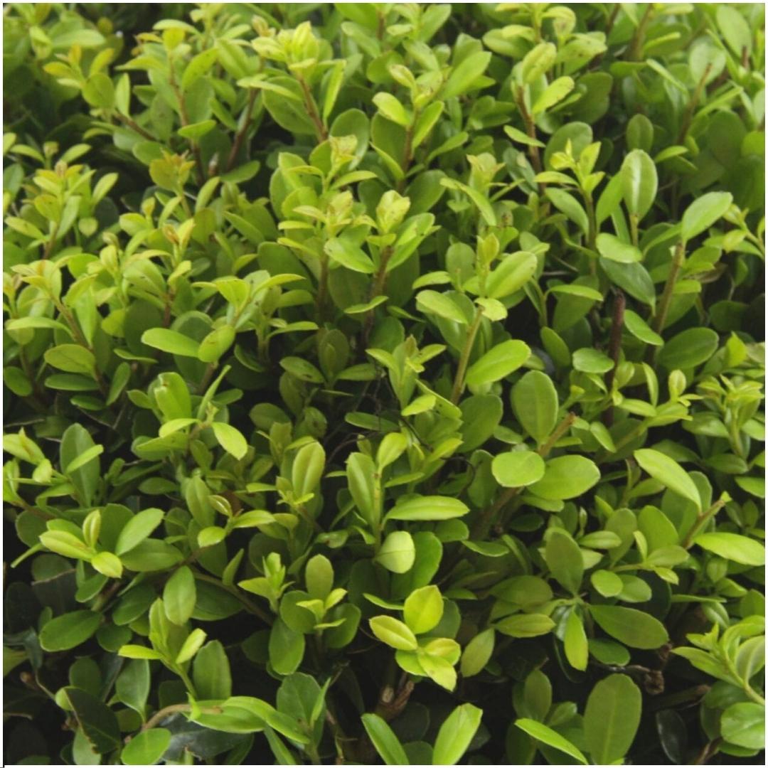 12 x 6 pack Ilex crenata 'Jenny' - Ø7 cm - ↕15 cm