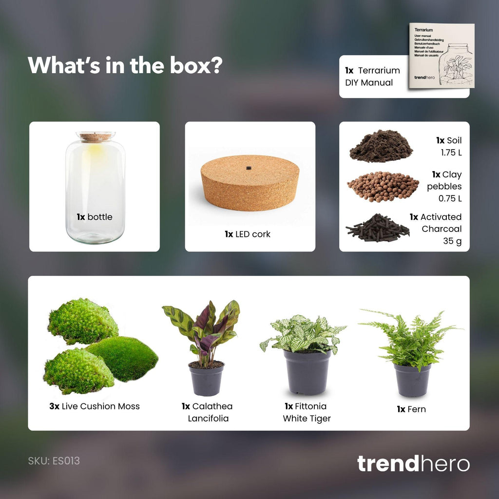 DIY Planten terrarium met licht - Sven XL Botanical - Ø 23 cm ↑ 43 cm - No tools
