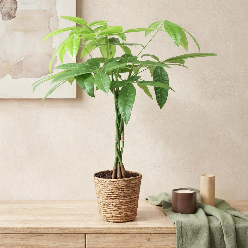 Green BoutiQ - Green is... Kamerplanten - Pachira Aquatica gevlochten stam - Geldboom - Weinig onderhoud - met mand - Groen - 2 Planten - Pot 17cm - Hoogte 60-70cm