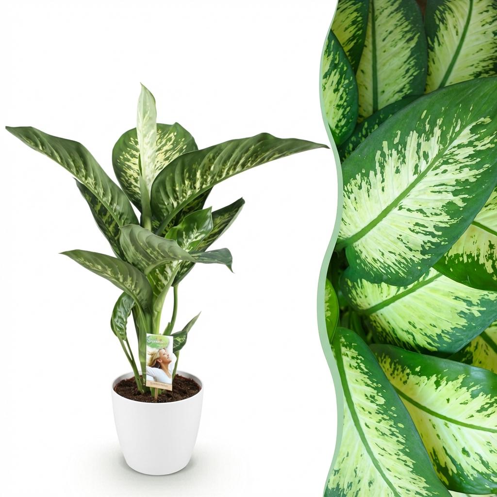 Green BoutiQ - Kamerplanten - Diefenbachia Tropic Snow - Dieffenbachia - Weinig onderhoud - Groen - 1 Plant - met Potter Wit - Pot 21cm - Hoogte 90-100cm