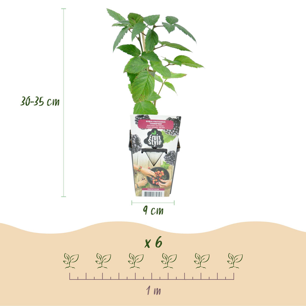 Green boutiQ - Fruitplanten - Doornloze Braam - Rubus Thornfree - Winterhard - 6 Planten - Pot 9 cm - Zwarte Braam