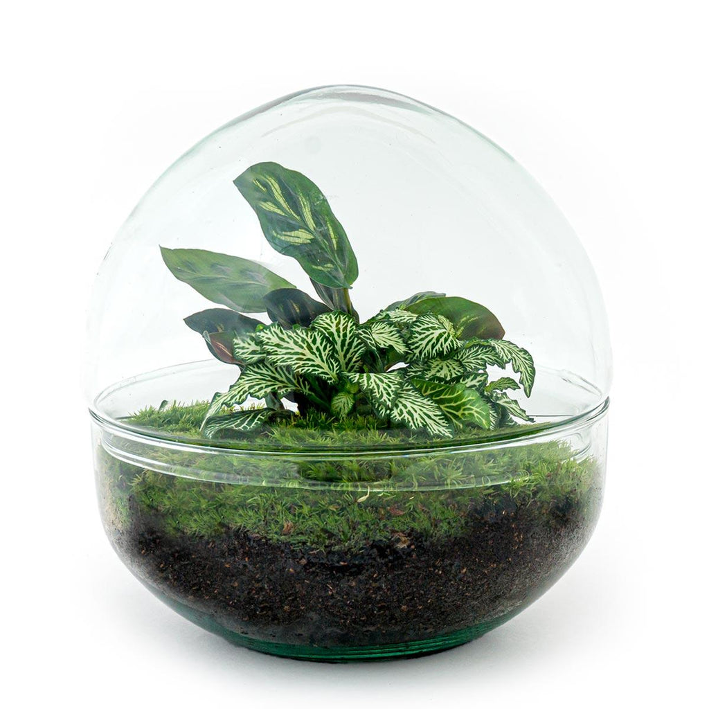 DIY Planten terrarium tweedelig bolglas - Dome - Ø 20 cm ↑ 20 cm - Rake + Shovel + Tweezer + Scissors