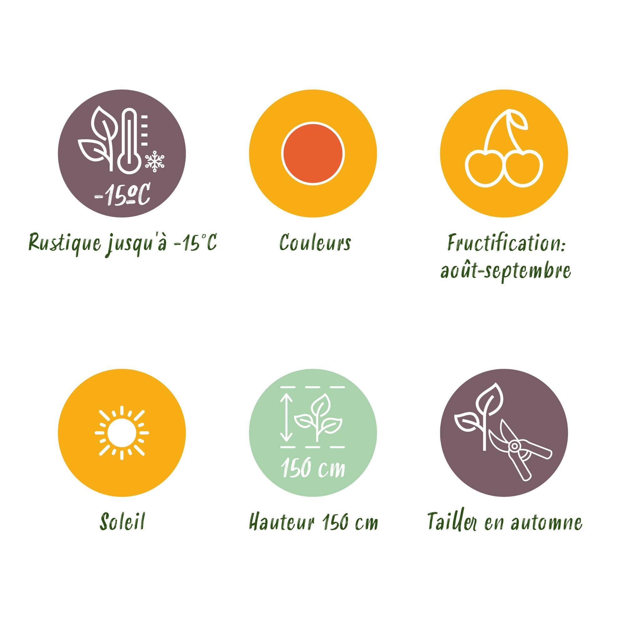 Green boutiQ - Fruitplanten - Goijbes - Lycium Barbarum - Winterhard - 6 Planten - Pot 9 cm - Oranje - Rode Vrucht