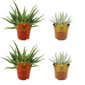 2x Aloe Spider + 2x Senecio Scaposus - 4 stuks - Ø10.5cm - ↕10cm