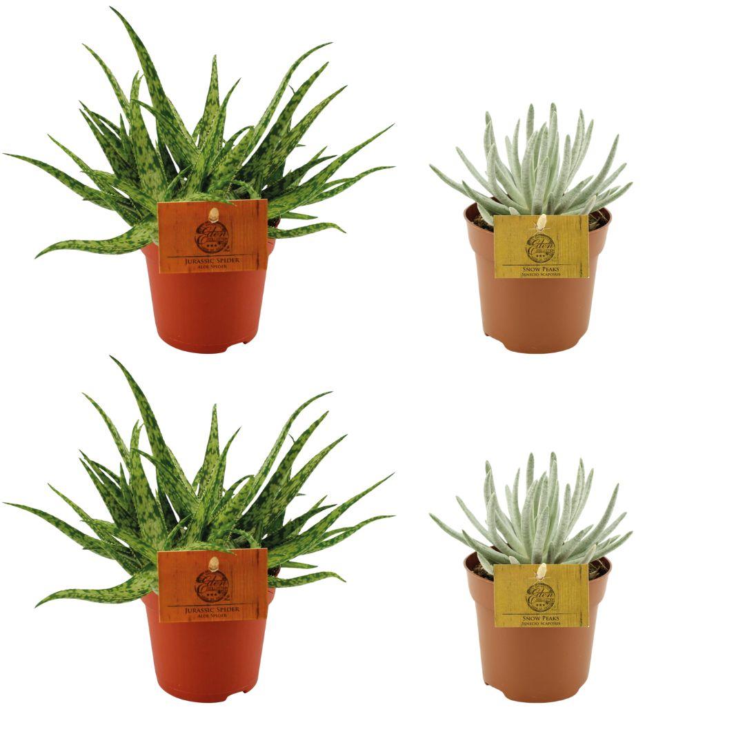 2x Aloe Spider + 2x Senecio Scaposus - 4 stuks - Ø10.5cm - ↕10cm