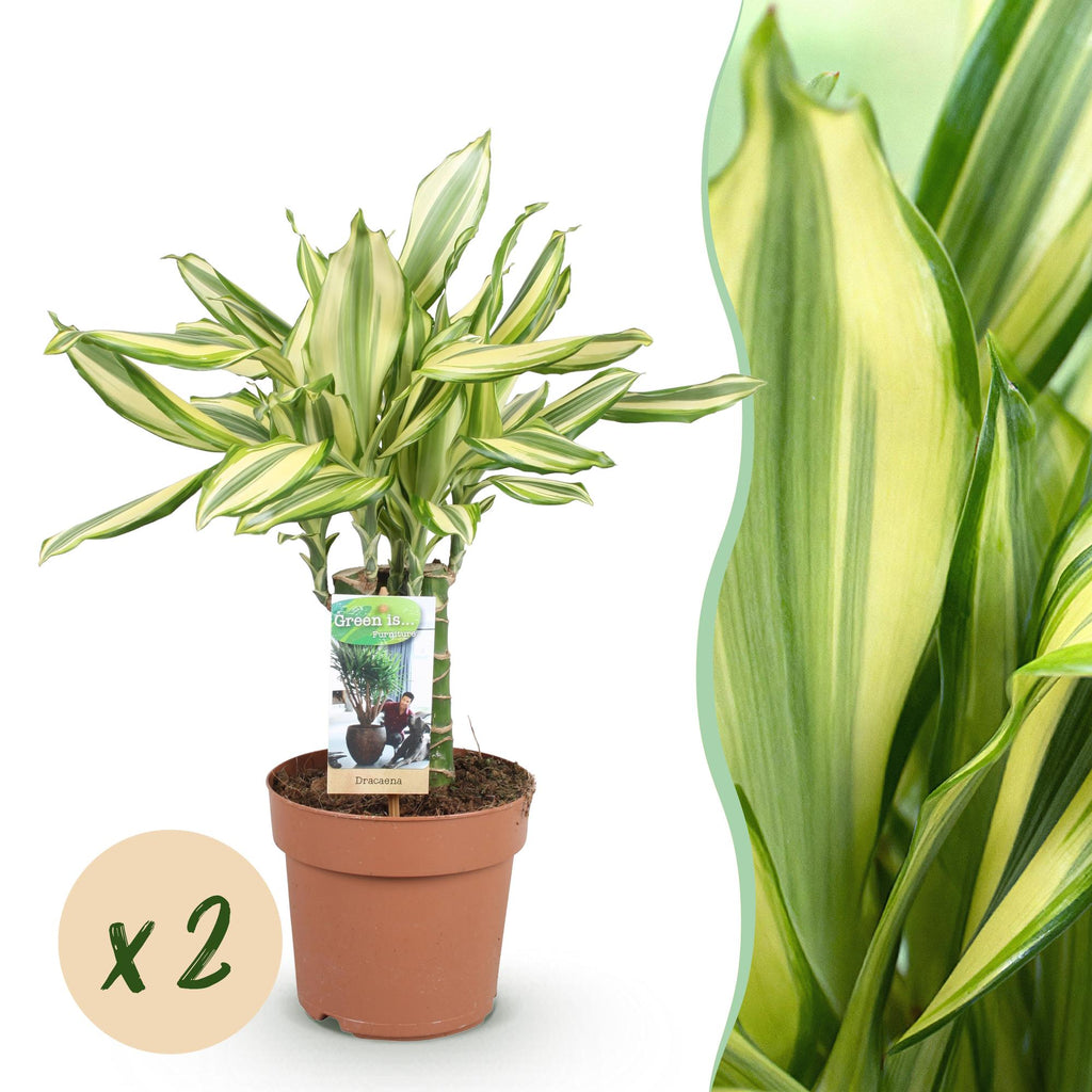 Green BoutiQ - Green is... Kamerplanten - Dracaena fragrans Diamond Dream - Drakenbloedboom - Weinig onderhoud - Groen - 2 Planten - Pot 17cm - Hoogte 50-55cm