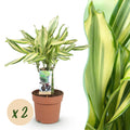 Green BoutiQ - Green is... Kamerplanten - Dracaena fragrans Diamond Dream - Drakenbloedboom - Weinig onderhoud - Groen - 2 Planten - Pot 17cm - Hoogte 50-55cm