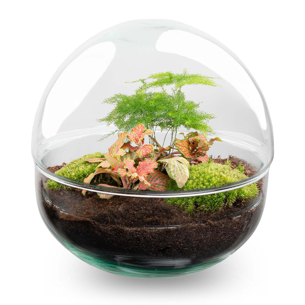 DIY Planten terrarium tweedelig bolglas - Dome Red - Ø 20 cm ↑ 20 cm   - Normal