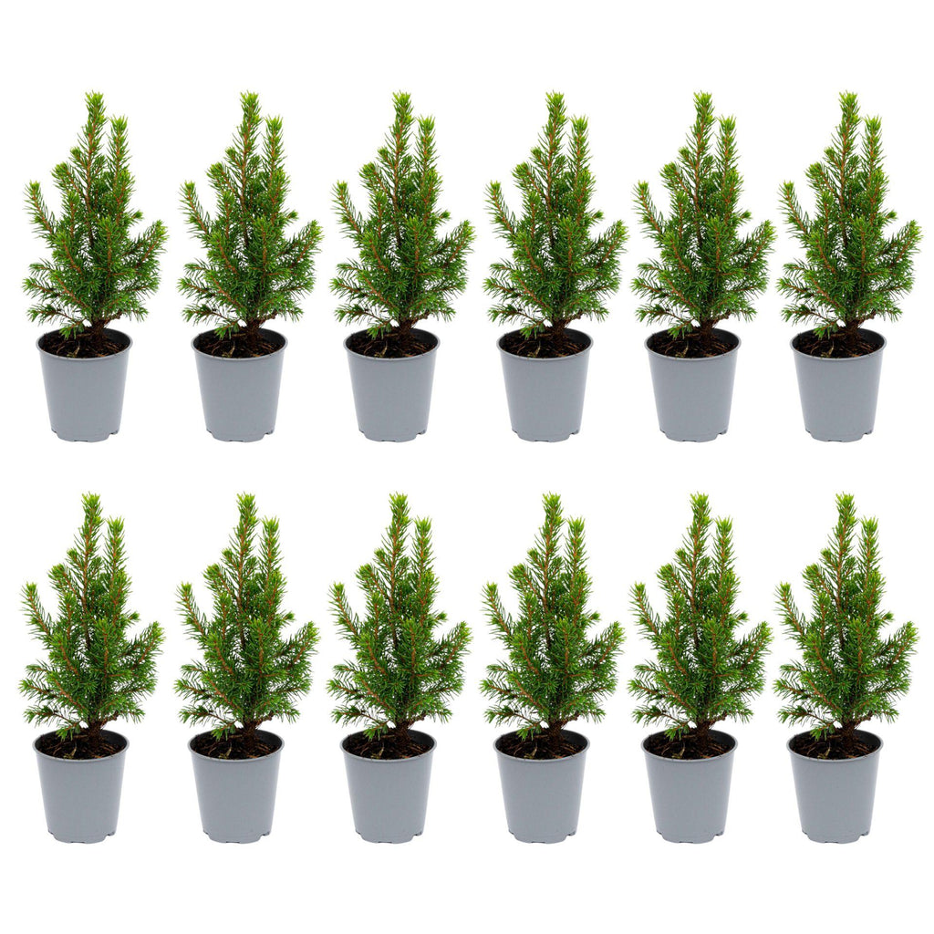 12x Mini-kerstboom - ↑15-20 cm - Ø 6 cm Picea Glauca Perfecta