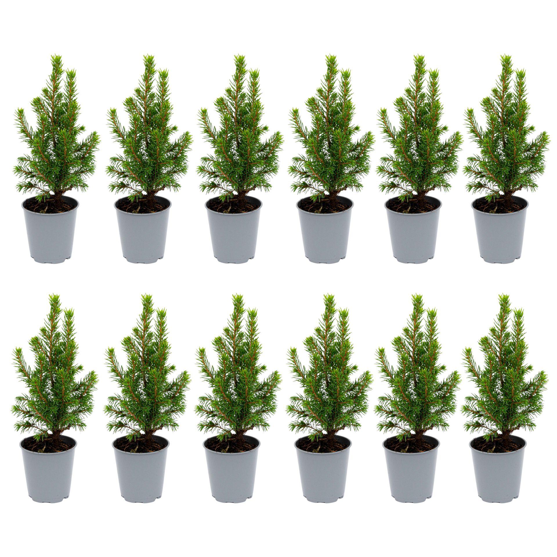 12x Mini-kerstboom - ↑15-20 cm - Ø 6 cm Picea Glauca Perfecta