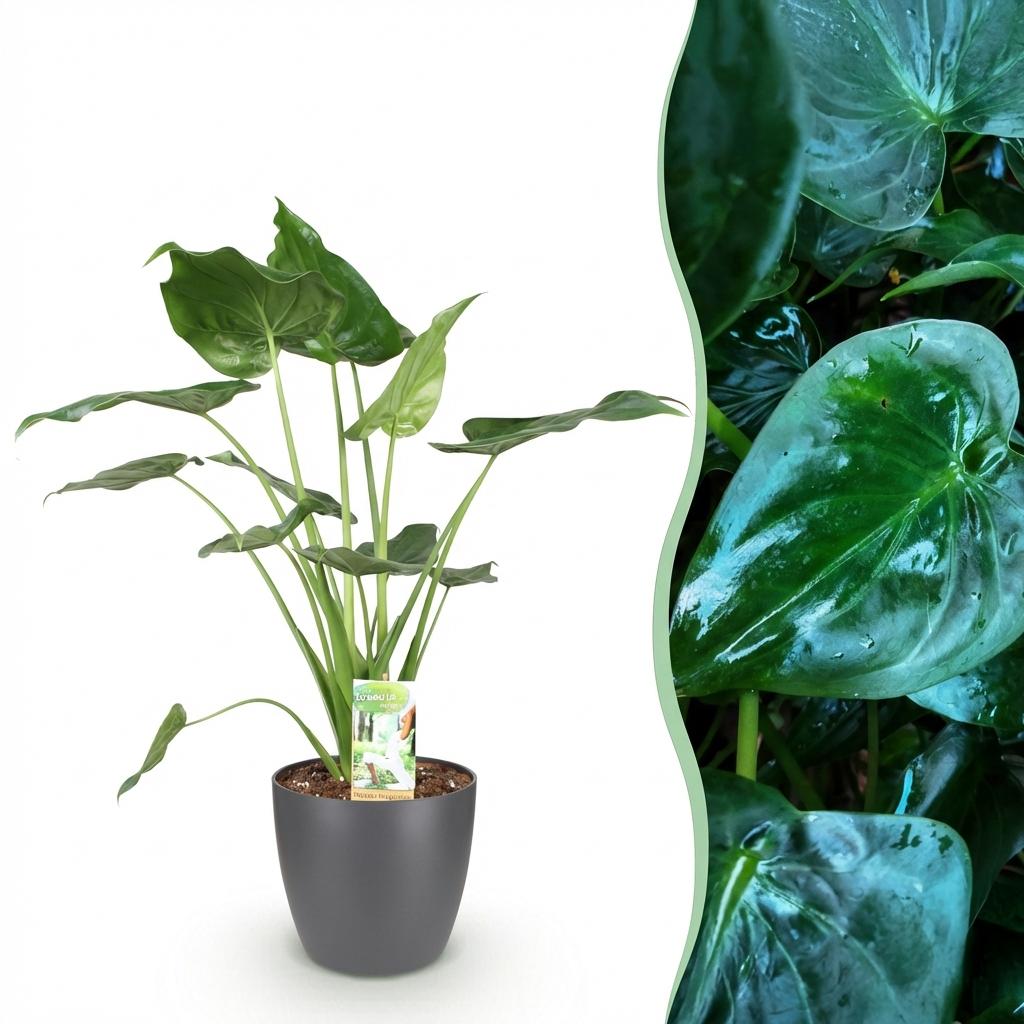 Green BoutiQ - Kamerplanten - Alocasia Cucullata - Boeddha,s hand - Weinig onderhoud - Groen - 1 Plant - met Potter Grijs - Pot 21cm - Hoogte 65-70cm