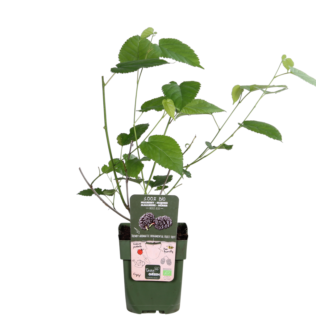 Morus nigra Mulle - Ø13cm - ↕45cm