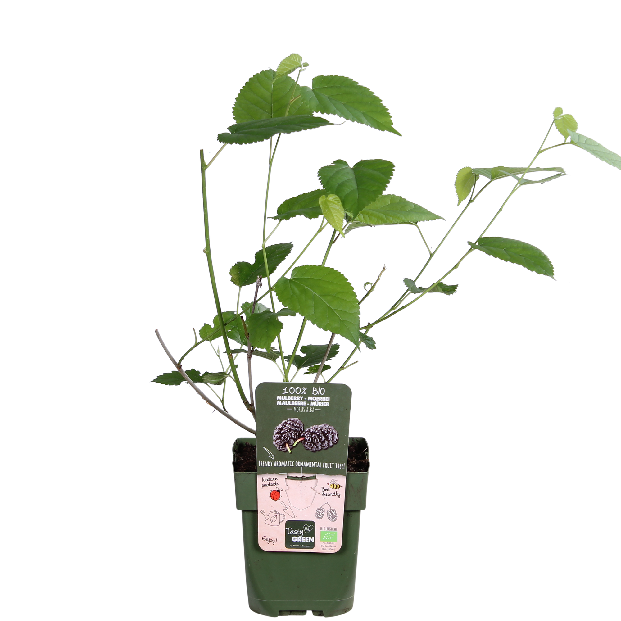 Morus nigra Mulle - Ø13cm - ↕45cm