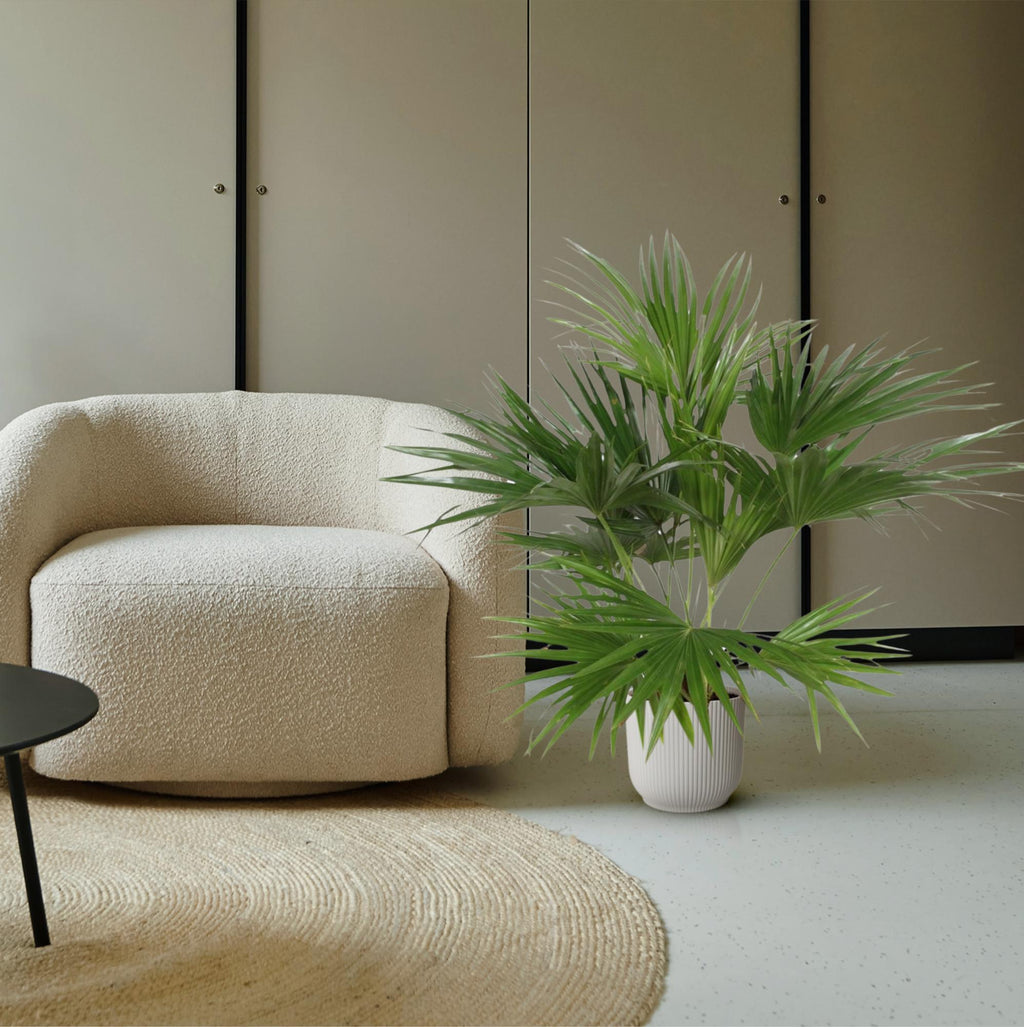 Livistona Chinensis - 150 cm - ø24