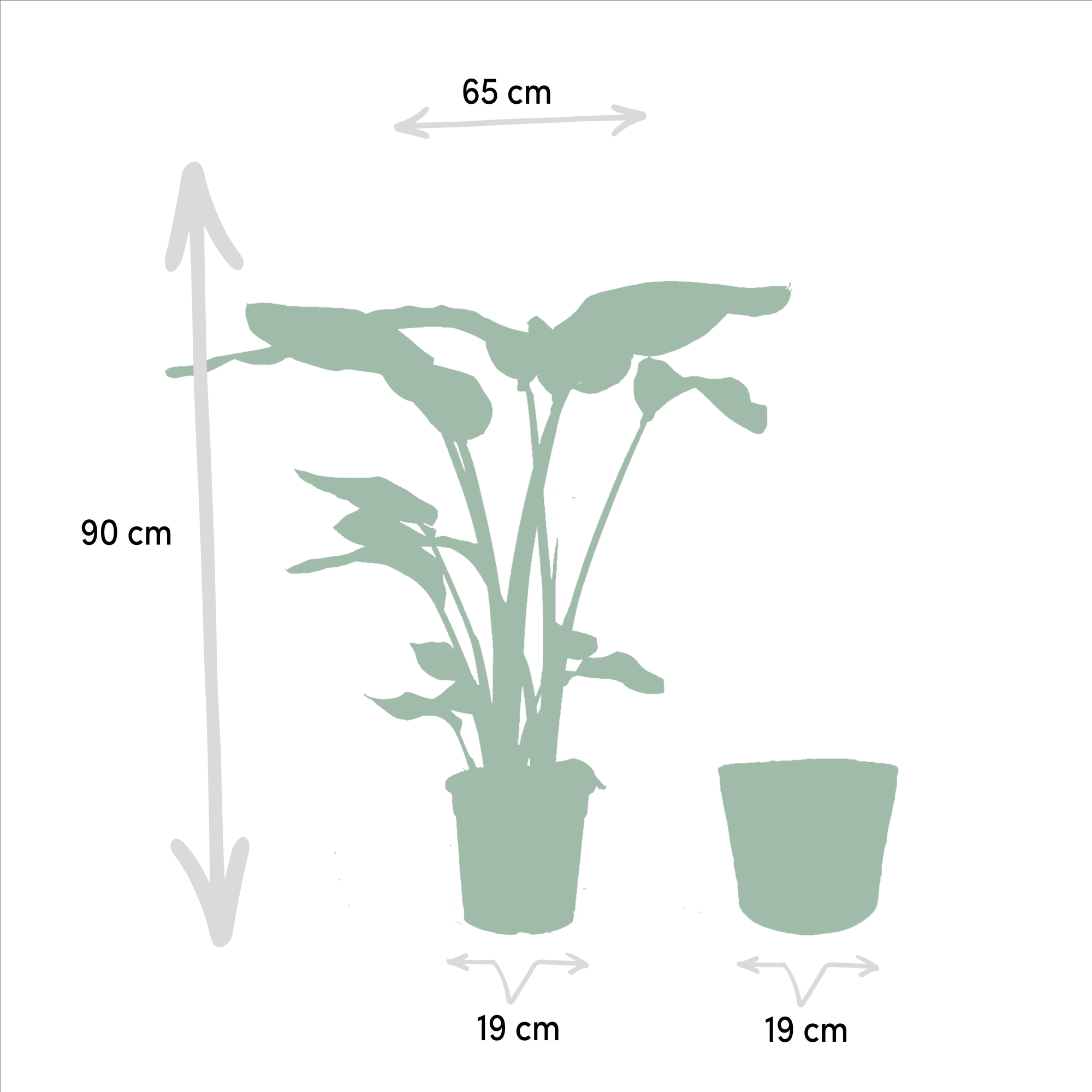 Strelitzia Nicolai - Ø19cm - ↕90cm + Mand Selin
