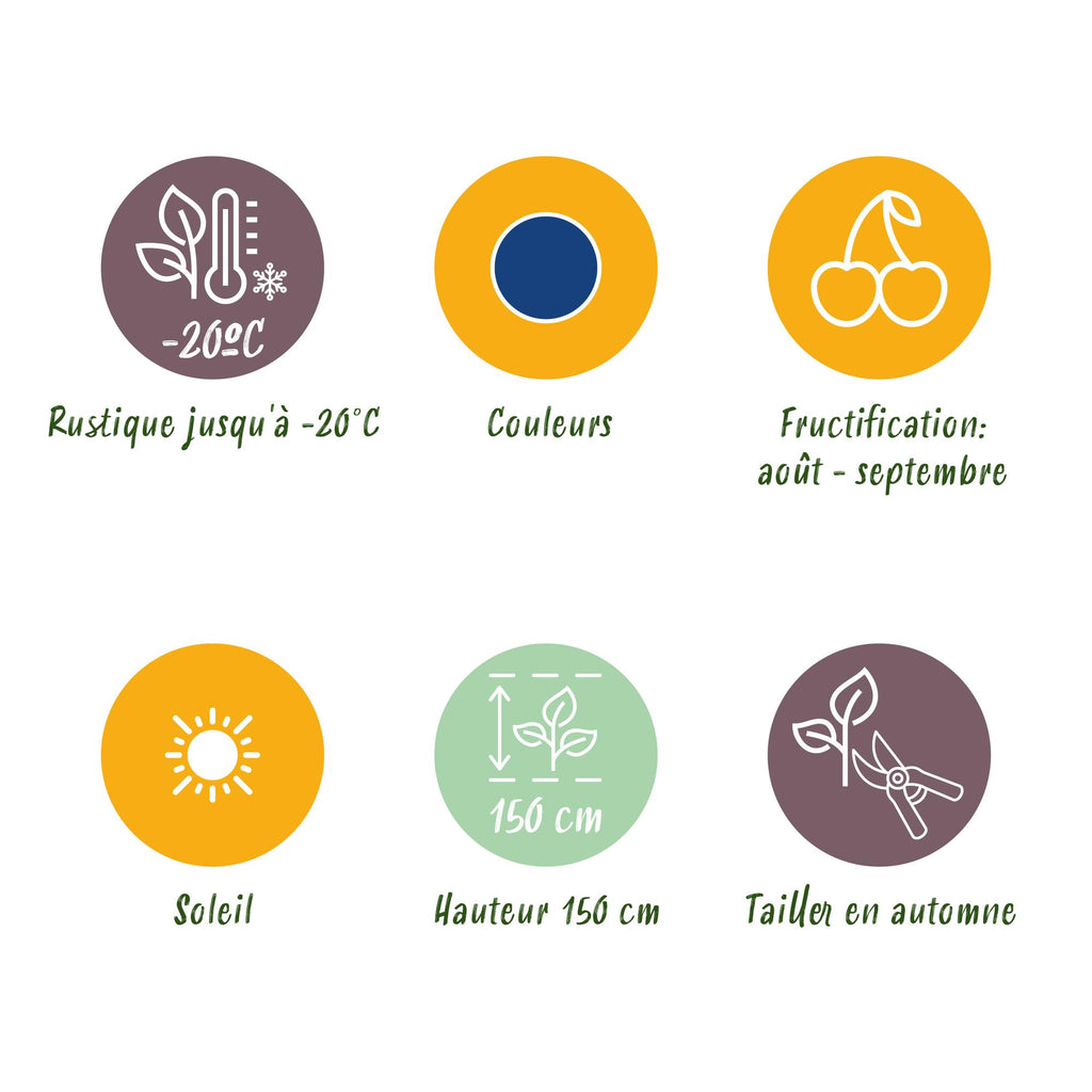 Green boutiQ - Fruitplanten - Blauwe Bes - Vaccinium macrophylla Early Black - Winterhard - 3 Planten - Pot 9 cm - Donker Rode  Bes