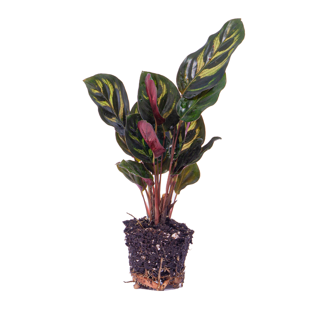 Calathea Makoyana - Pauwenplant - Terrarium plant - Potmaat 6