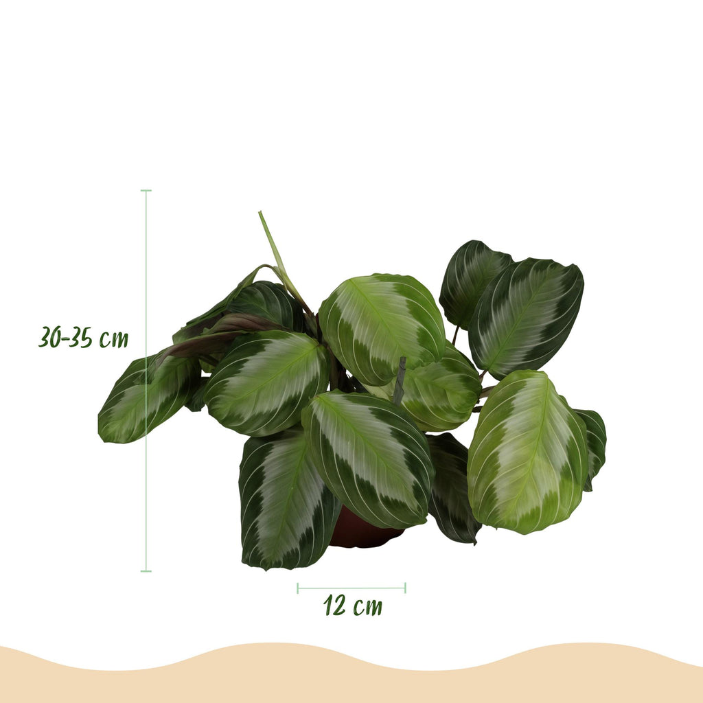 Green boutiQ - Kamerplant - Maranta Fascinator Silverband - Gebedsplant - Huisdiervriendelijk - Groen - 4 Planten - Pot 12cm - Hoogte 30-35cm