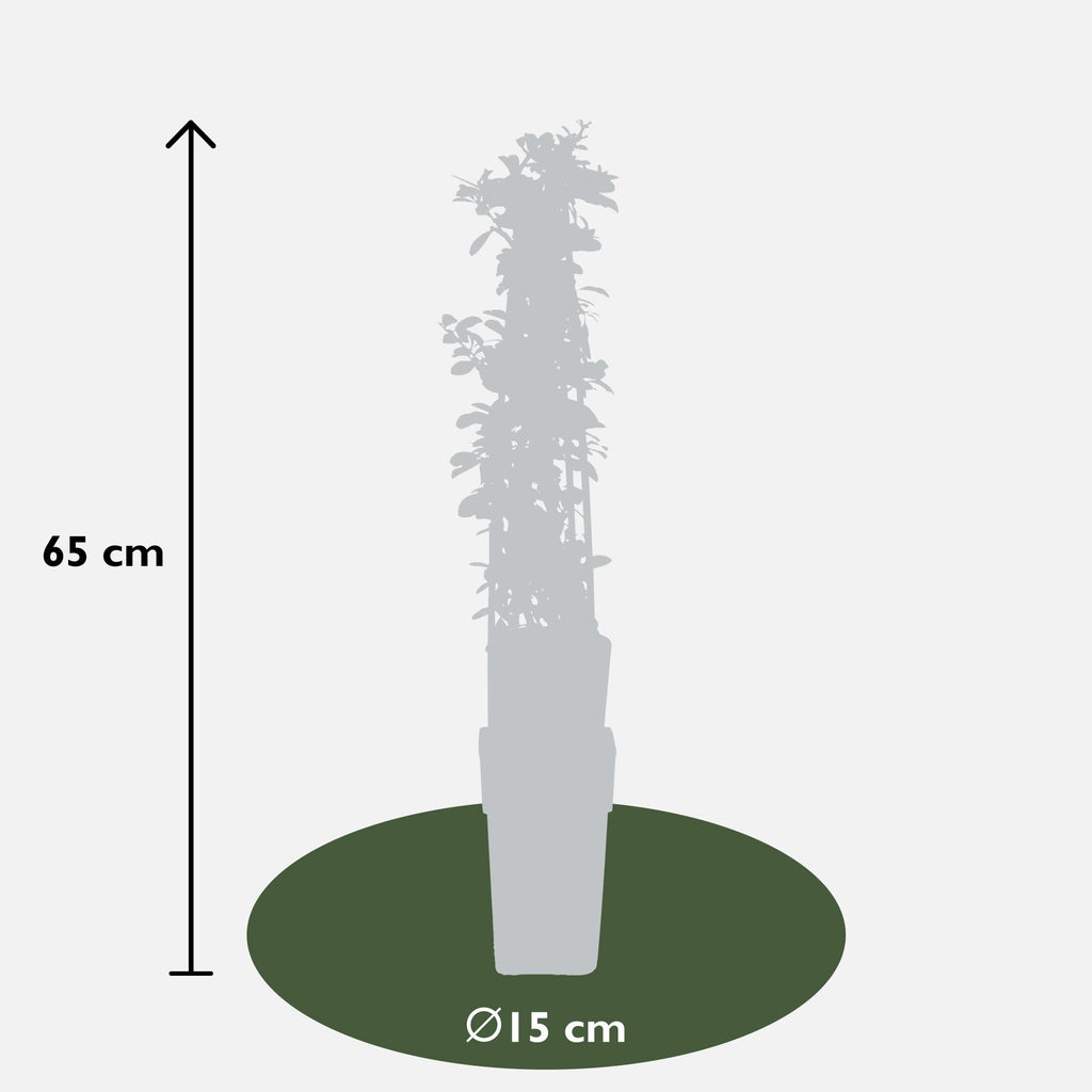 3x - Pyracantha 'Orange Glow' - ↨65cm - Ø15