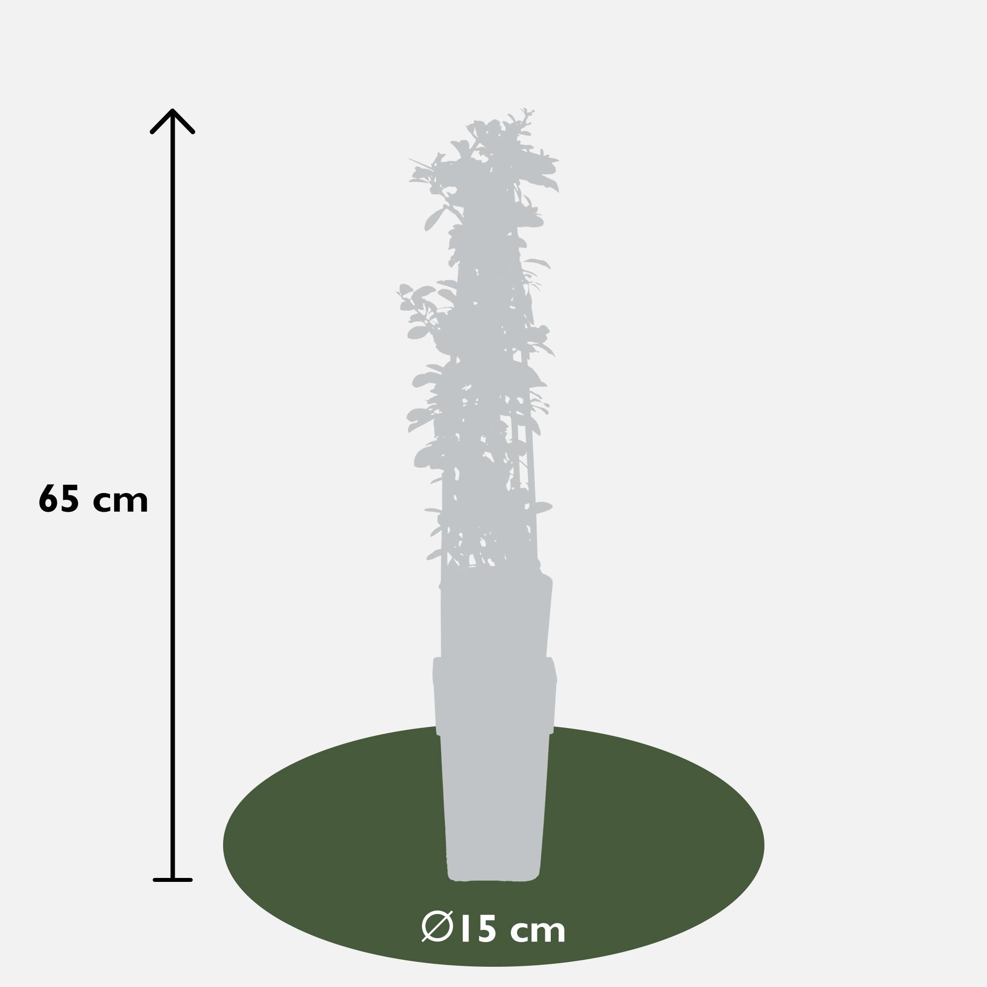 3x - Pyracantha 'Orange Glow' - ↨65cm - Ø15