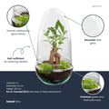DIY Planten terrarium tweedelig bolglas - Egg Bonsai - Ø 12 cm ↑ 25 cm