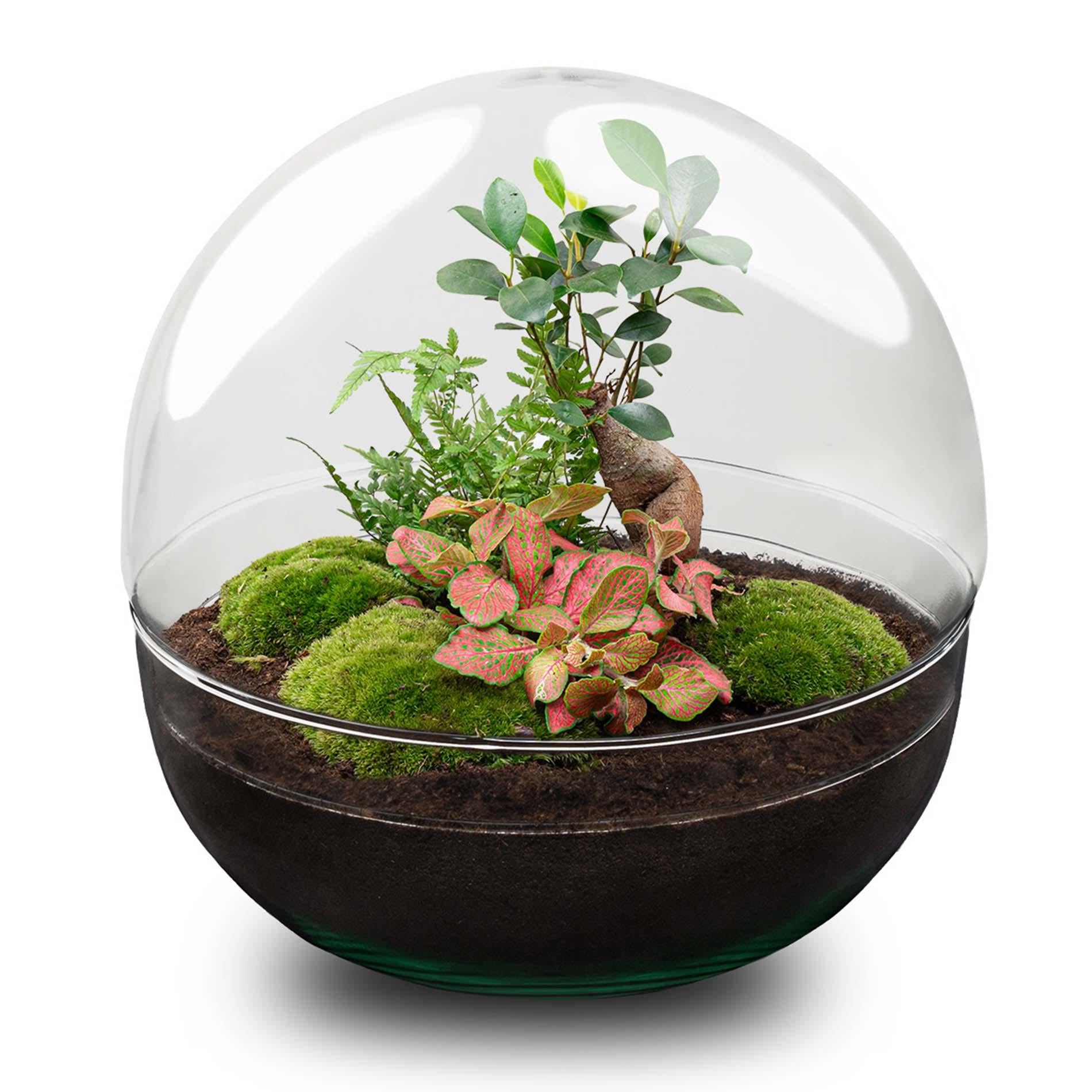 DIY Planten terrarium tweedelig bolglas - Dome XL Bonsai - Ø 28 cm ↑ 28 cm - No tools