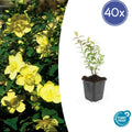 40x Hypericum 'Hidcote' - ↕10-25cm - Ø9cm