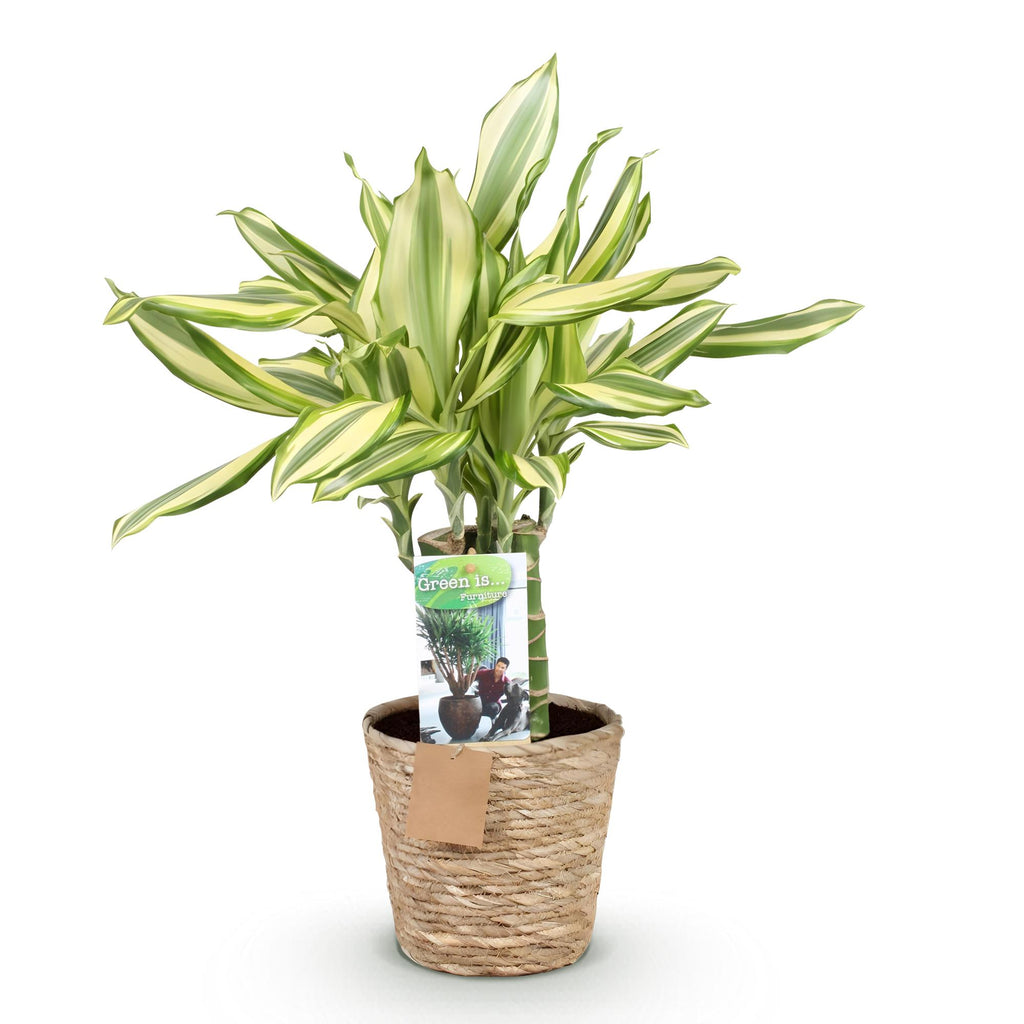 Green BoutiQ - Green is... Kamerplanten - Dracaena fragrans Diamond Dream - Drakenbloedboom - Weinig onderhoud - met mand - Groen - 1 Plant - Pot 17cm - Hoogte 50-55cm