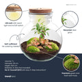 DIY Planten terrarium (met licht) - Teddy Bonsai - Ø 25 cm ↑ 26,5 cm - Met LED-kurk