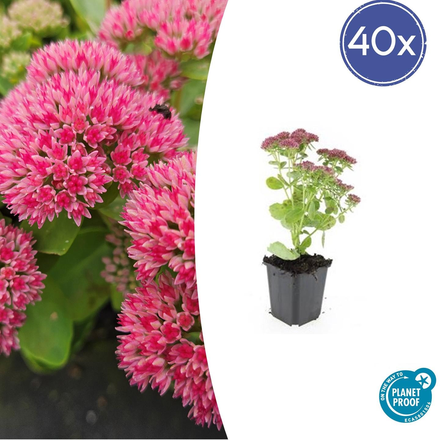 40x Sedum 'Herbstfreude' - ↕10-25cm - Ø9cm