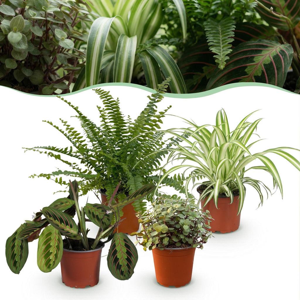 Green boutiQ - Kamerplant - Chlorophytum - Maranta - Calissia - Nephrolepsis - Mix van 4 - Huisdiervriendelijke Planten - Groen - 4 Planten - Pot 12cm - Hoogte 25cm