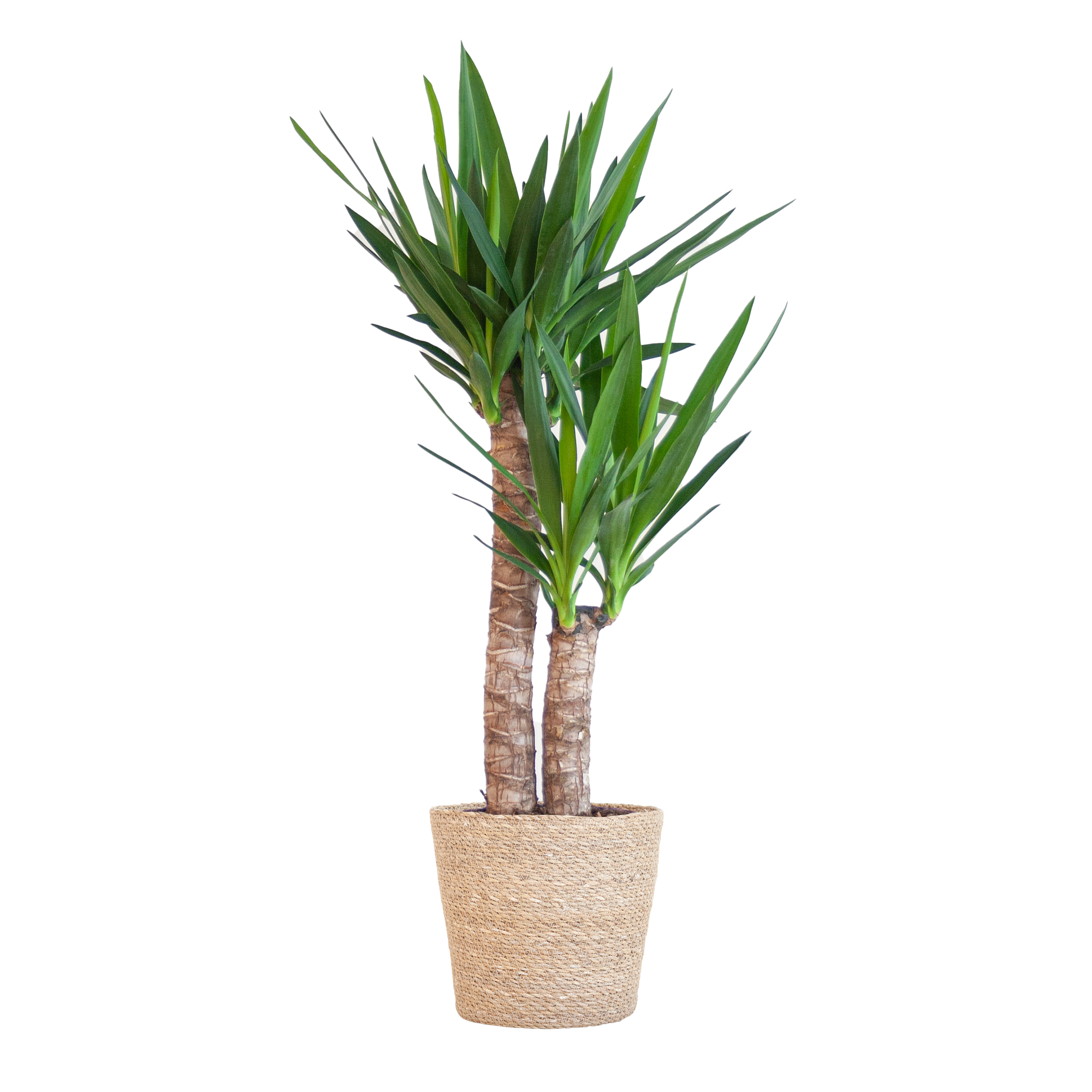 Yucca Elephantipes met Sofia mand naturel - 90cm - Ø21